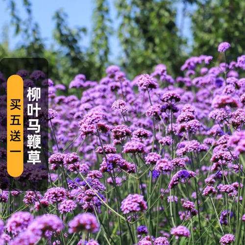 柳叶马鞭草种子宿根多年生
