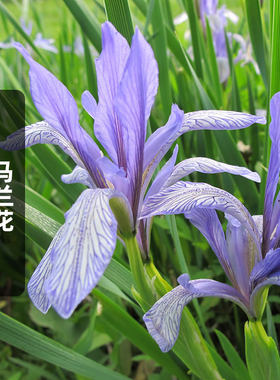 马兰花种子工程绿化旱菖蒲