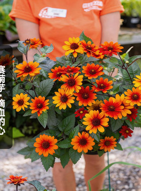 进口铜叶赛菊芋种子滴血的心Bleeding Hearts心血多年生宿根秋播
