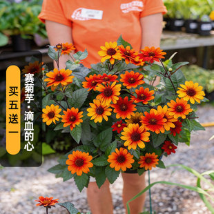 进口铜叶赛菊芋种子滴血的心Bleeding Hearts渐变色多年生春秋播