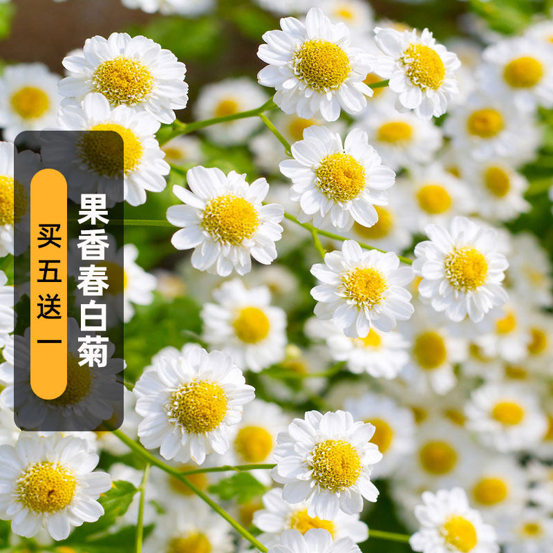 白菊种子素材模板 白菊种子图片下载 小麦优选