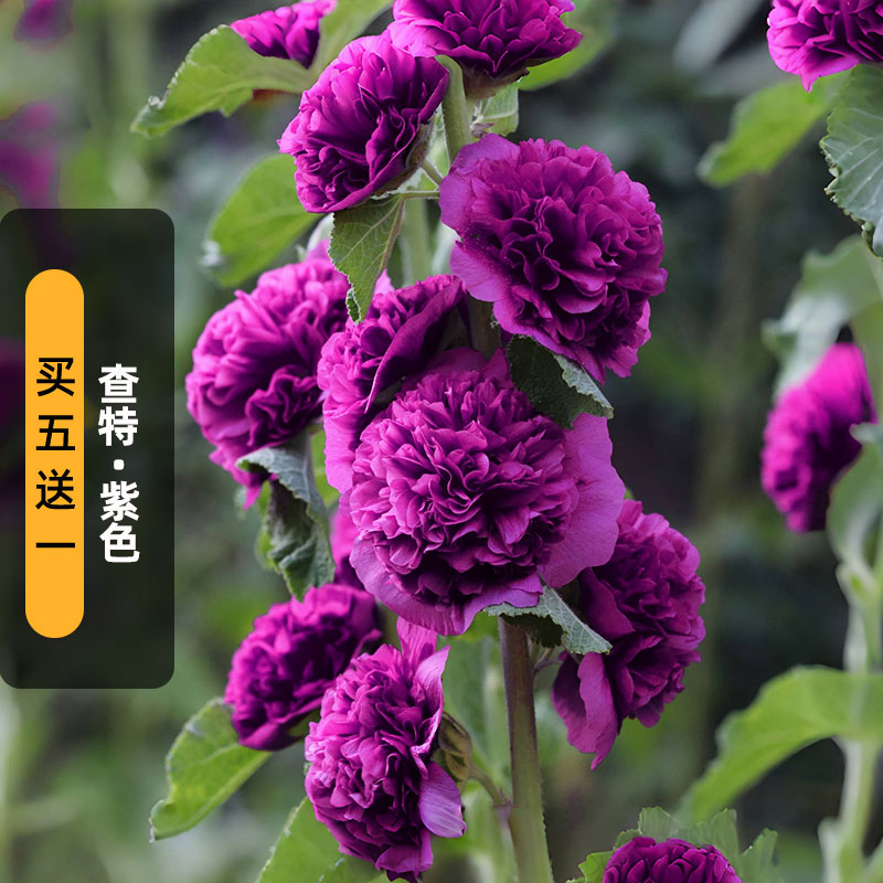 进口蜀葵种子查特/紫色Chaters重瓣斗篷花籽多年生宿根春秋播