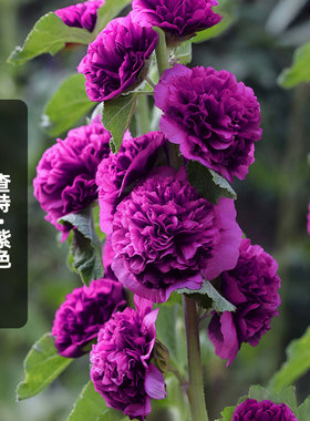进口蜀葵种子查特/紫色Chaters重瓣斗篷花籽多年生宿根春秋播