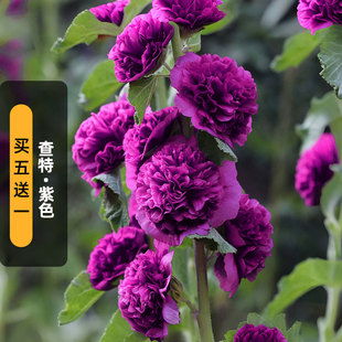 进口蜀葵种子查特/紫色Chaters重瓣斗篷花籽多年生宿根春秋播