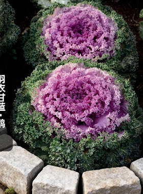 TAKII进口羽衣甘蓝种子鸥Kamome皱叶叶牡丹种籽花镜耐寒盆栽秋播