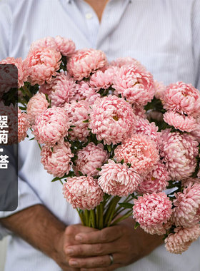 进口翠菊种子宝塔/香槟色Tower Chamois七月菊花籽阳台盆栽春秋播