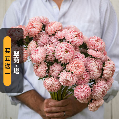 进口翠菊种子宝塔/香槟色Tower Chamois七月菊花籽阳台盆栽春秋播