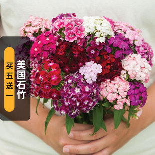 美国石竹种子200粒锦团须苞石竹花籽多年生室外阳台盆栽春秋季播