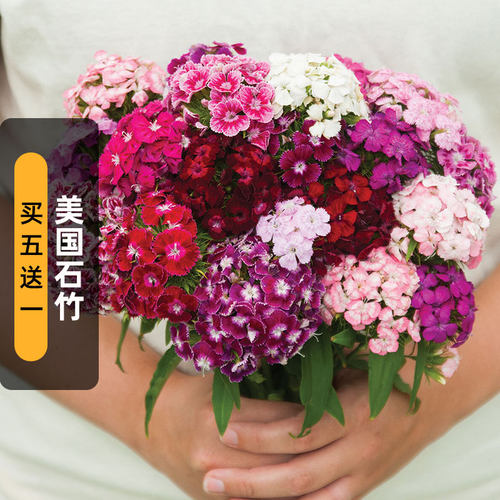 美国石竹种子切花锦团须苞石柱