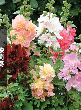 矮杆蜀葵种子20粒一丈红大蜀季戎葵花籽院室外阳台盆栽易种春秋播