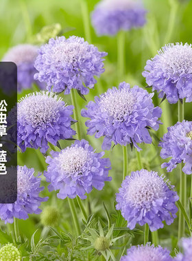 松虫草/蓝色种子轮峰菊切花紫盆花圣代花种籽室外盆栽春秋播