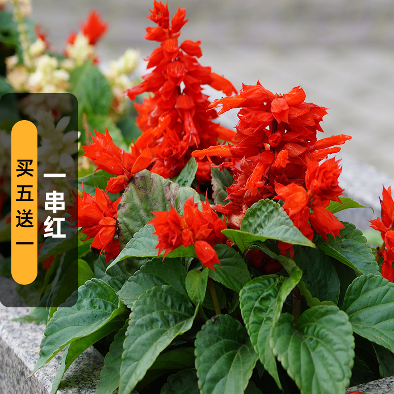 一串红种子炮仗花长花期