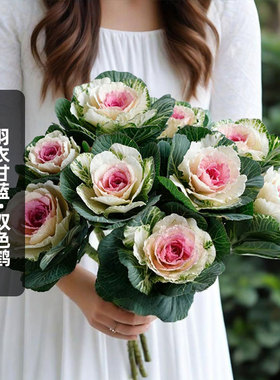 进口羽衣甘蓝种子双色鹤Crane Bicolor切花叶牡丹籽耐寒盆栽秋播