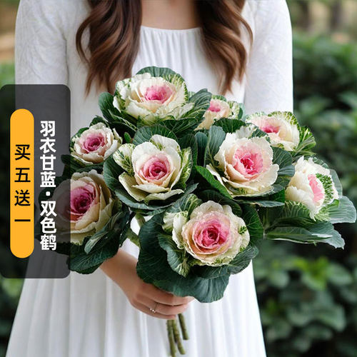 进口羽衣甘蓝种子双色鹤Crane Bicolor切花叶牡丹籽耐寒盆栽秋播