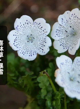 喜林草暴雪种子30粒Snowstorm婴儿蓝眼白斑点粉蝶花籽盆栽春秋播