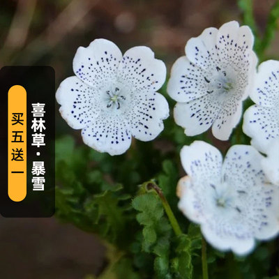 喜林草暴雪种子30粒Snowstorm婴儿蓝眼白斑点粉蝶花籽盆栽春秋播