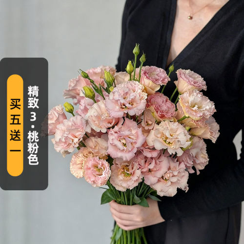 TAKII进口洋桔梗种子精致3/桃粉色Peach重瓣切花型盆栽春秋播
