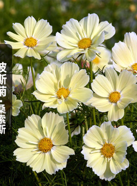 桑索斯波斯菊种子100粒Xanthos柠檬黄秋英格桑花籽阳台盆栽春季播