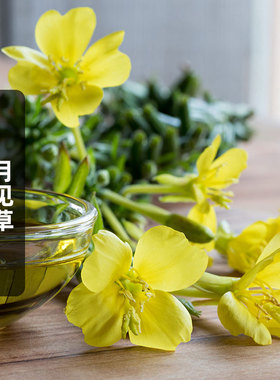 月见草种子Oenothera biennis可炼精油山芝麻夜来香花籽盆栽春播
