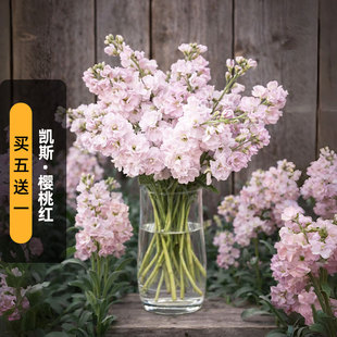 进口切花紫罗兰种子凯斯/樱桃红Katz卡姿重瓣浓香型盆栽春秋播