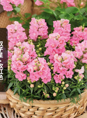 进口重瓣金鱼草/双子星/玫红色种子Twinny Rose矮龙头花盆栽秋播