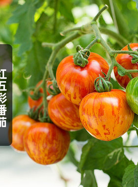 红五彩番茄种子100粒红色斑马西红柿圣女果蔬菜种籽室外阳台春播