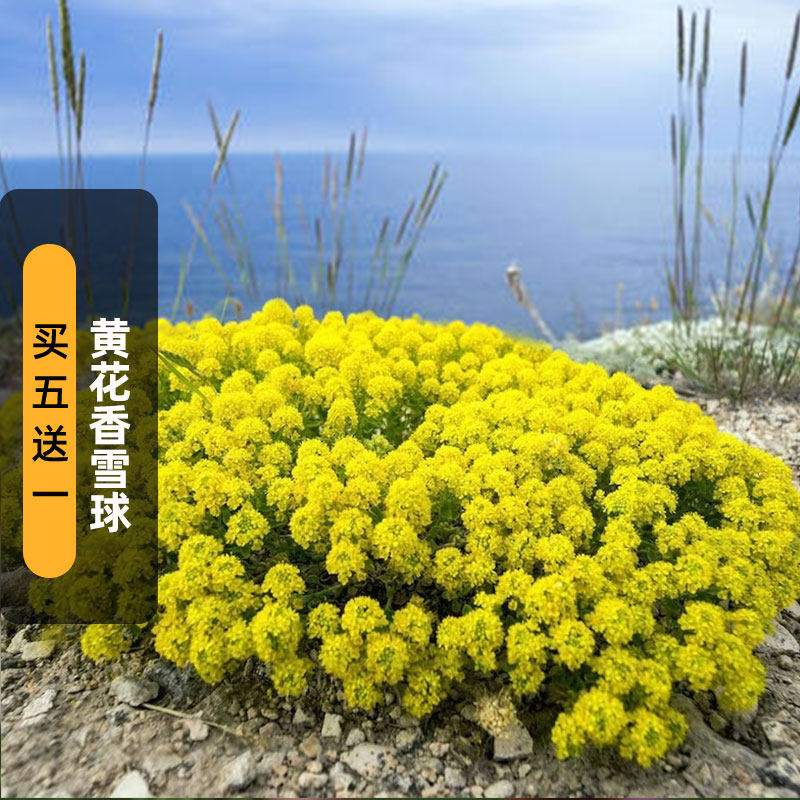 黄花香雪球种子200粒岩生庭芥金篮子花籽室外阳台垂吊盆栽春秋播