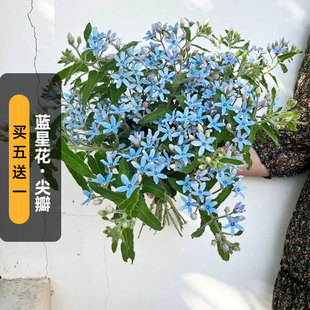 进口蓝星花种子Tweedia天蓝尖瓣木琉璃唐锦彩冠花籽切花盆栽春播