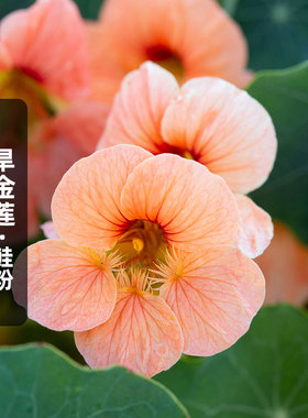 鲑鱼粉色旱金莲花籽8粒金钱莲旱荷花种子可垂吊爬藤阳台盆栽春播