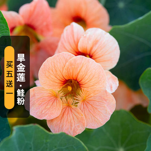 鲑鱼粉色旱金莲种子旱荷花