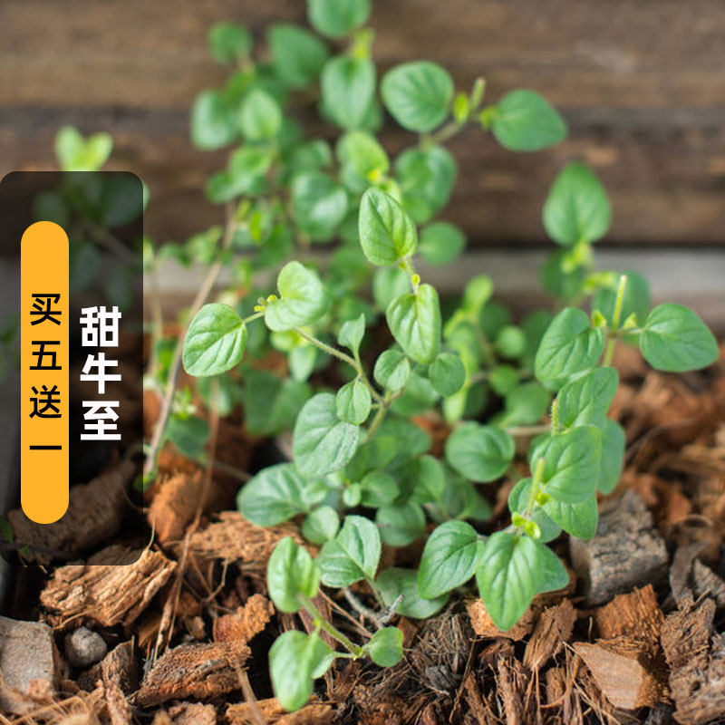 甜牛至种子100粒马郁兰奥勒冈披萨草籽可食用香草室外盆栽春秋播