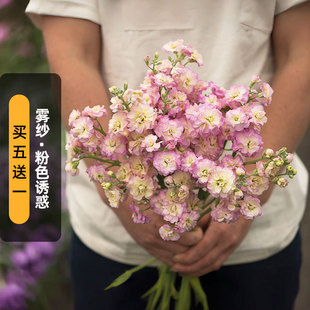 进口切花紫罗兰种子雾纱/粉色诱惑Spray重瓣浓香型盆栽春秋播