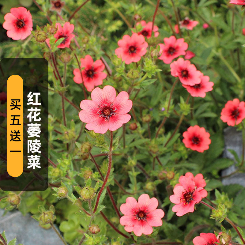 红花萎陵菜种子100粒尼泊尔委陵菜种籽匍匐垂吊盆栽耐寒荫春秋播