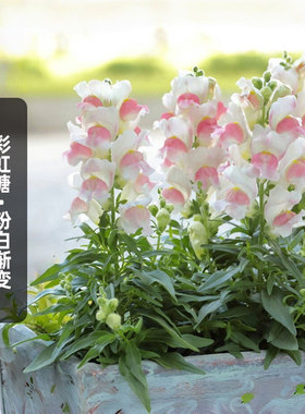 进口（矮）金鱼草种子彩虹糖/粉白双色渐变Candy Tops盆栽春秋播