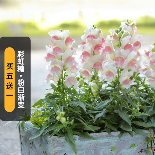 进口（矮）金鱼草种子彩虹糖/粉白双色渐变Candy Tops盆栽春秋播