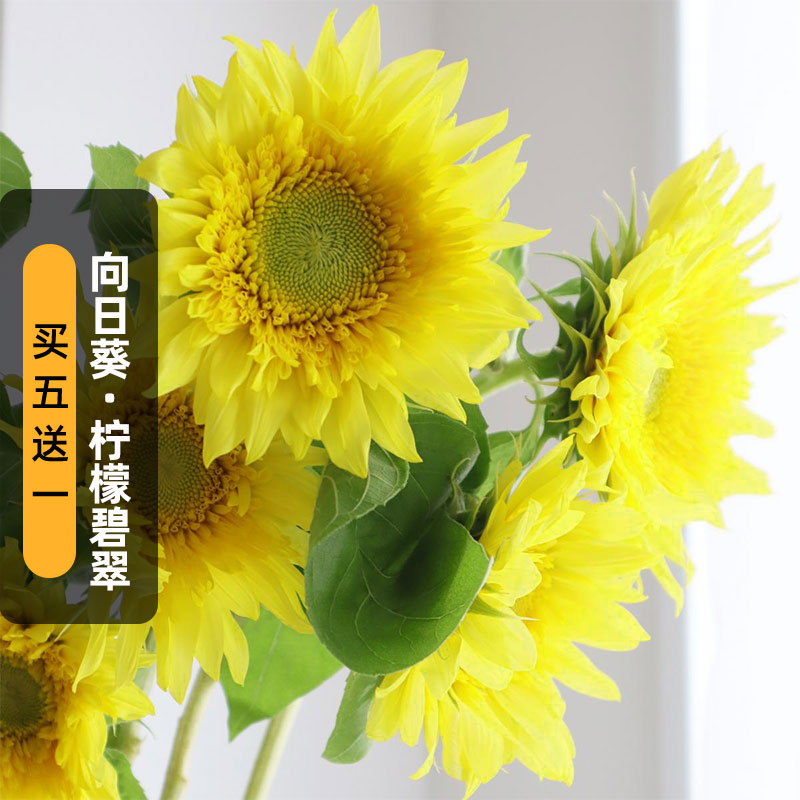 进口向日葵柠檬碧翠种子5粒半重瓣多分枝葵花籽可切花盆栽春季播