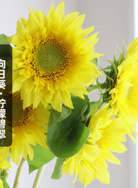 进口向日葵柠檬碧翠种子5粒半重瓣多分枝葵花籽可切花盆栽春季播