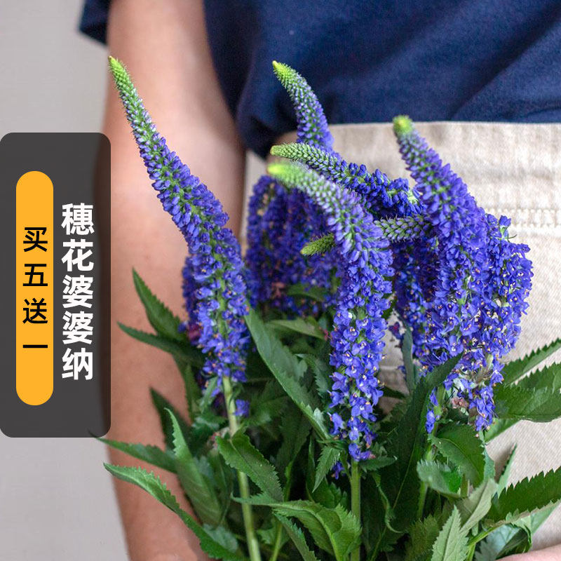 穗花婆婆纳种子100粒双铜锤双肾草籽可切花花坛室内外盆栽春秋播