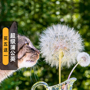 超级蒲公英种子20粒巨型鸦葱黄花婆罗门参花籽多年生宿根春秋季播