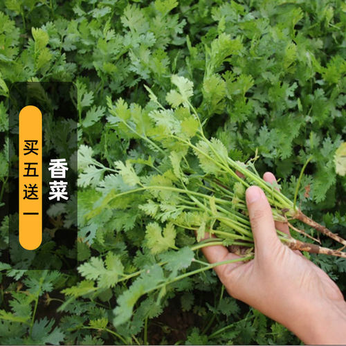 四季香菜种子10克老芫荽种孑蔬菜种籽庭院阳台盆栽种菜易种易活 - 封面
