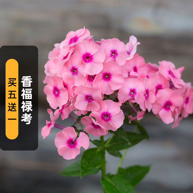 香福禄考种子80粒小天蓝绣球芝樱花种籽庭院花海阳台室外盆栽春播