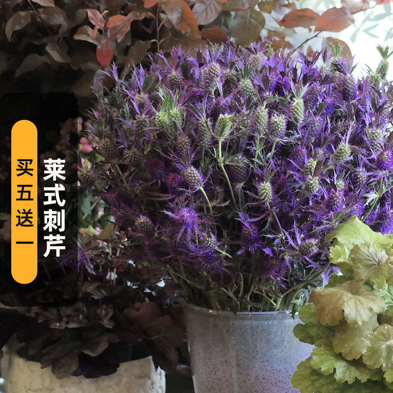 莱式刺芹种子50粒Eryngo紫光海东青花籽干切花室外盆栽春秋播