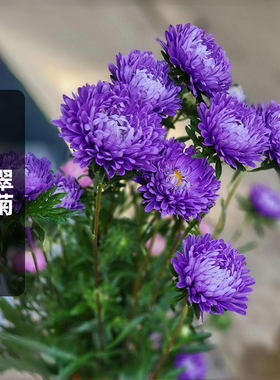 翠菊种子江西腊七月菊花籽
