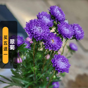 翠菊种子江西腊七月蓝菊花籽可切花庭院花镜室内外阳台盆栽春秋播