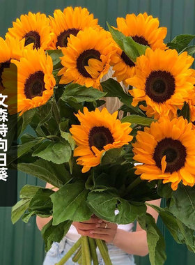 Sakata向日葵文森特2精选Choice纤橙色Tangy种子5粒葵花籽可切花