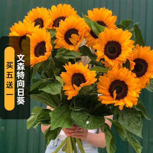 向日葵文森特2精选种子