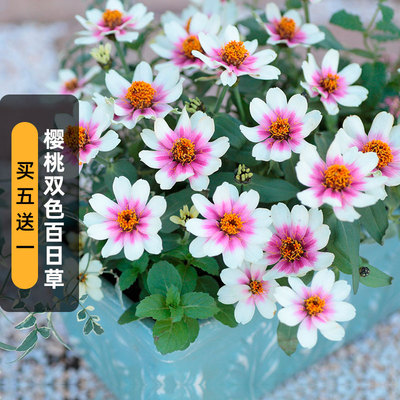 樱桃双色小百日菊种籽渐变对叶菊