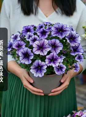 进口矮牵牛种子新极美/蓝色脉纹Tritunia系列大花型矮生盆栽秋播