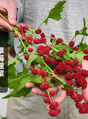 草莓菠菜种子strawberry spinach球花藜吉祥果豆荚藜浆果种子春播