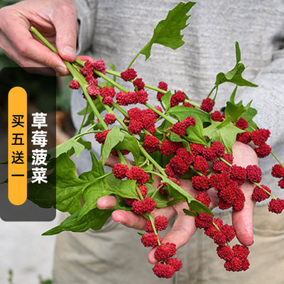 草莓菠菜种子吉祥果豆荚藜浆